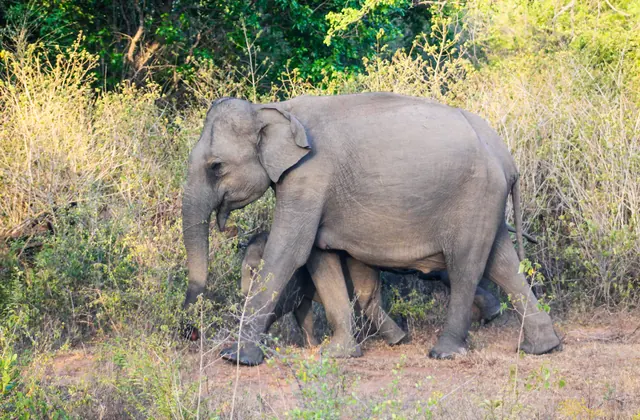 Wild elephants in Udawalawe National Park